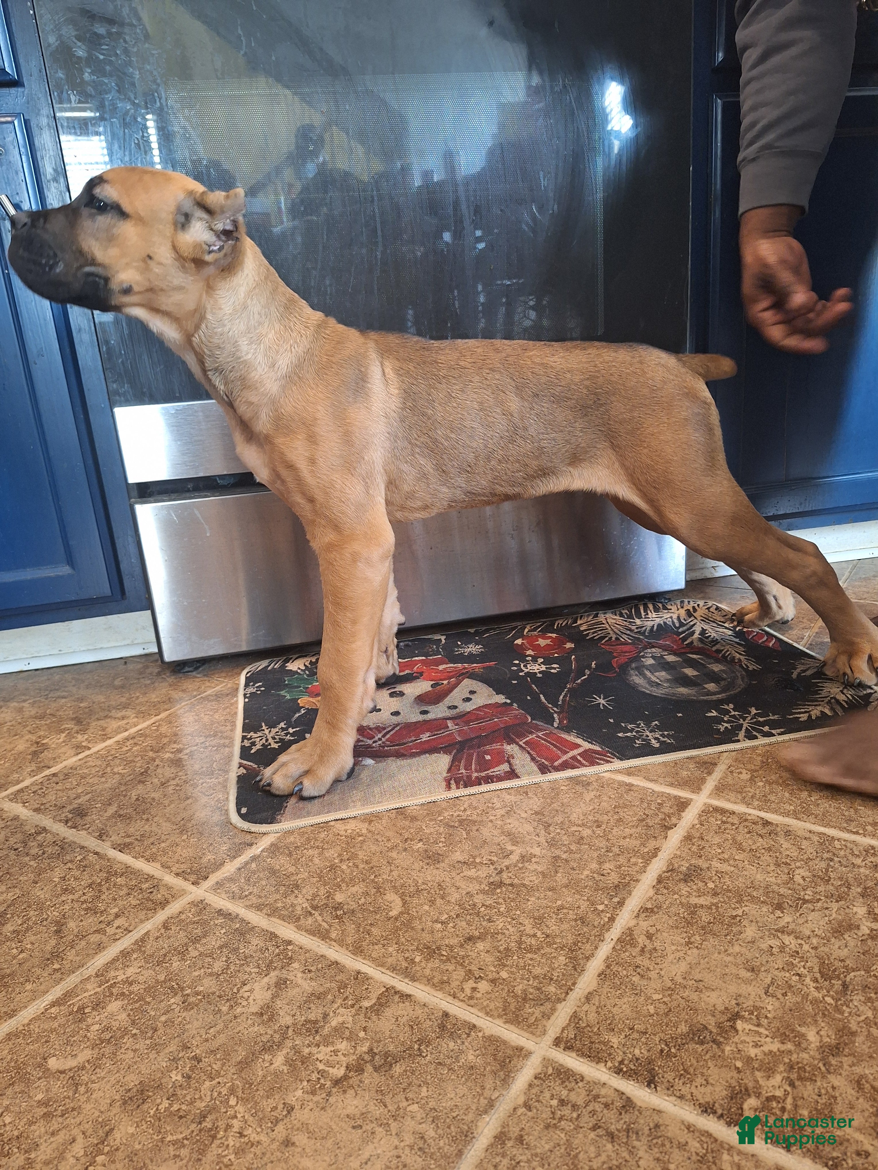 Cane Corso dogs Cane Corso Puppy 1 - Ad 9