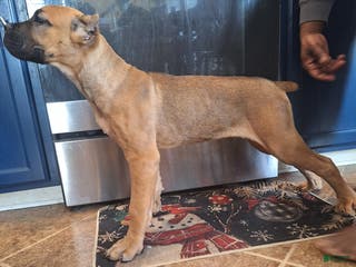 Cane Corso dogs Cane Corso Puppy 1 - Ad 31