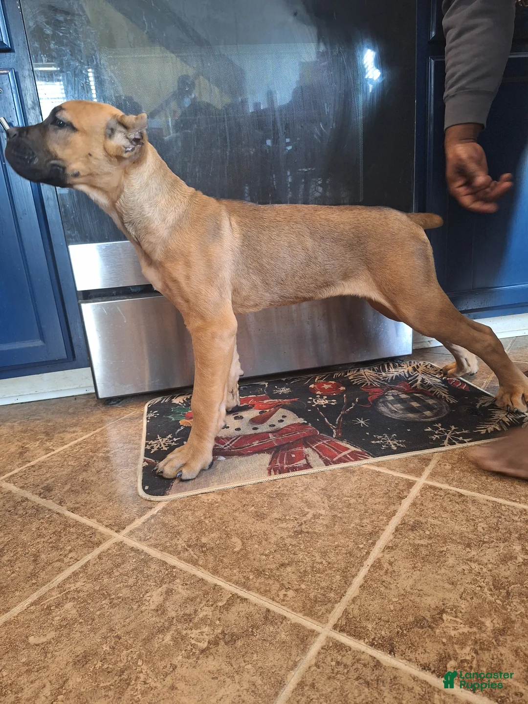 Cane Corso dogs for sale: Cane Corso Puppy 1 - Ad 1