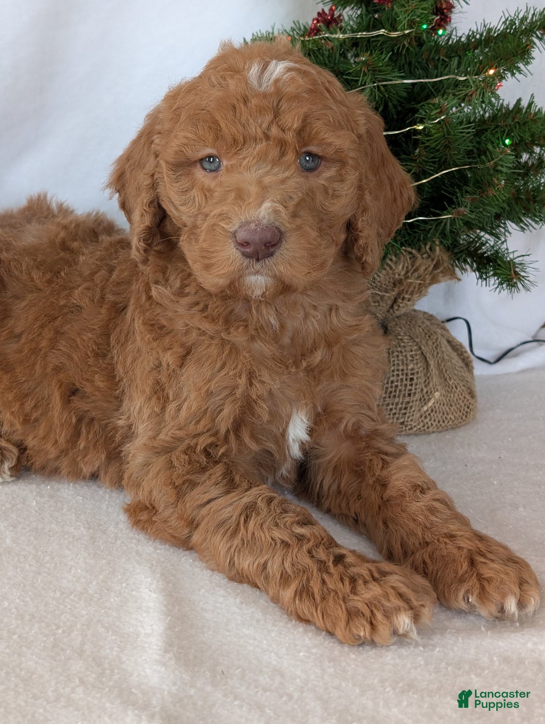 Goldendoodle dogs for sale: Miss Gracie  - Ad 3