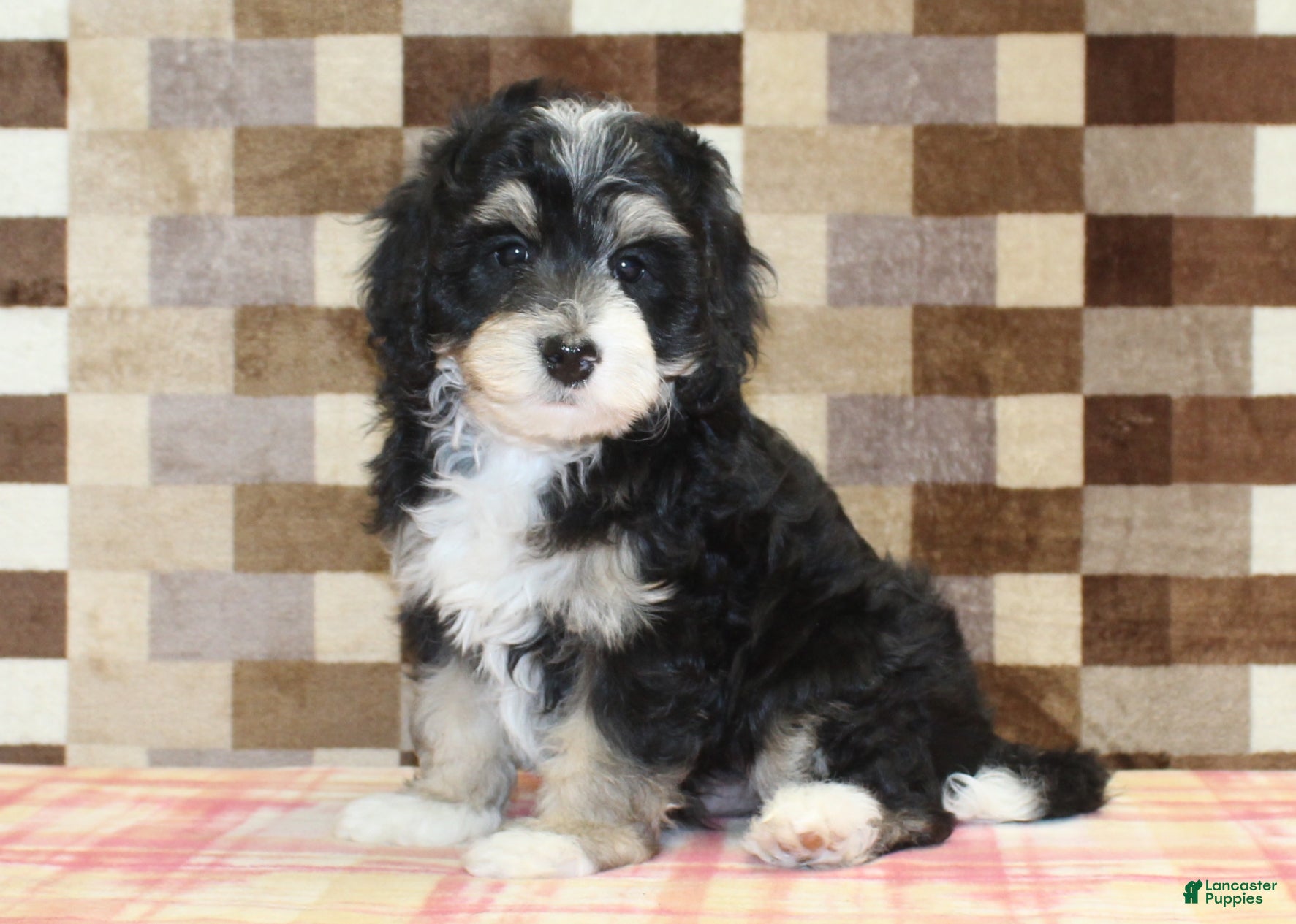 Mini Bernedoodle dogs Ace - Ad 5