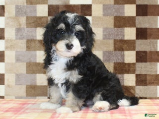 Mini Bernedoodle dogs Ace - Ad 37