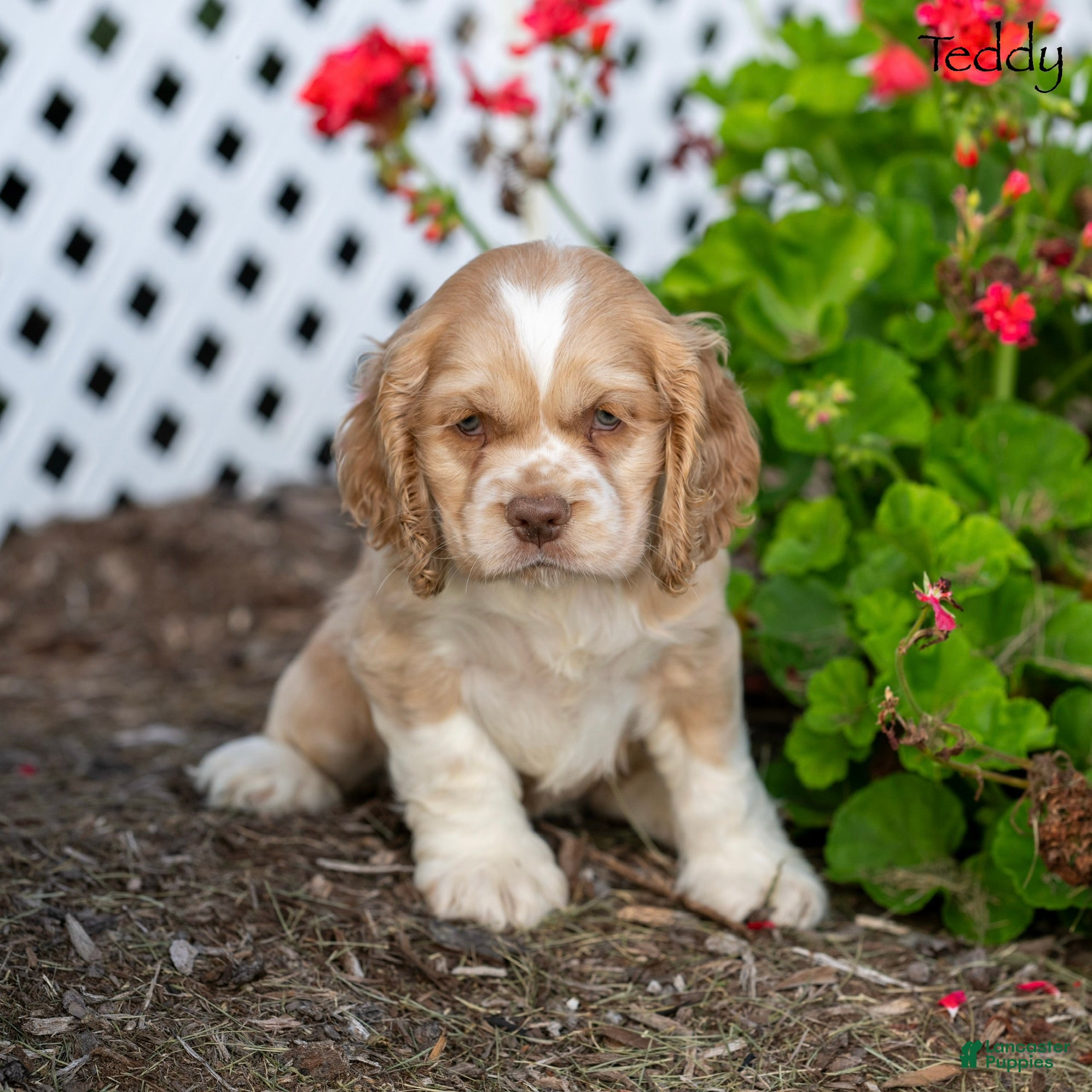 Cocker Spaniel dogs Teddy - Ad 1