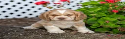 Cocker Spaniel dogs for sale: Teddy - Ad 1