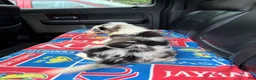 Border Collie dogs for sale: Border Collie Puppy 4 - Ad 6