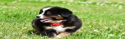 Miniature Australian Shepherd dogs for sale: Archer - Ad 11