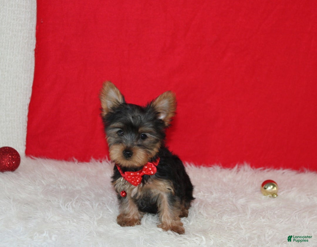 Yorkshire Terrier dogs for sale: Dannie - Ad 4