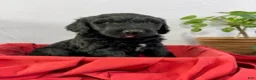 Goldendoodle dogs for sale: Bullett - Ad 2