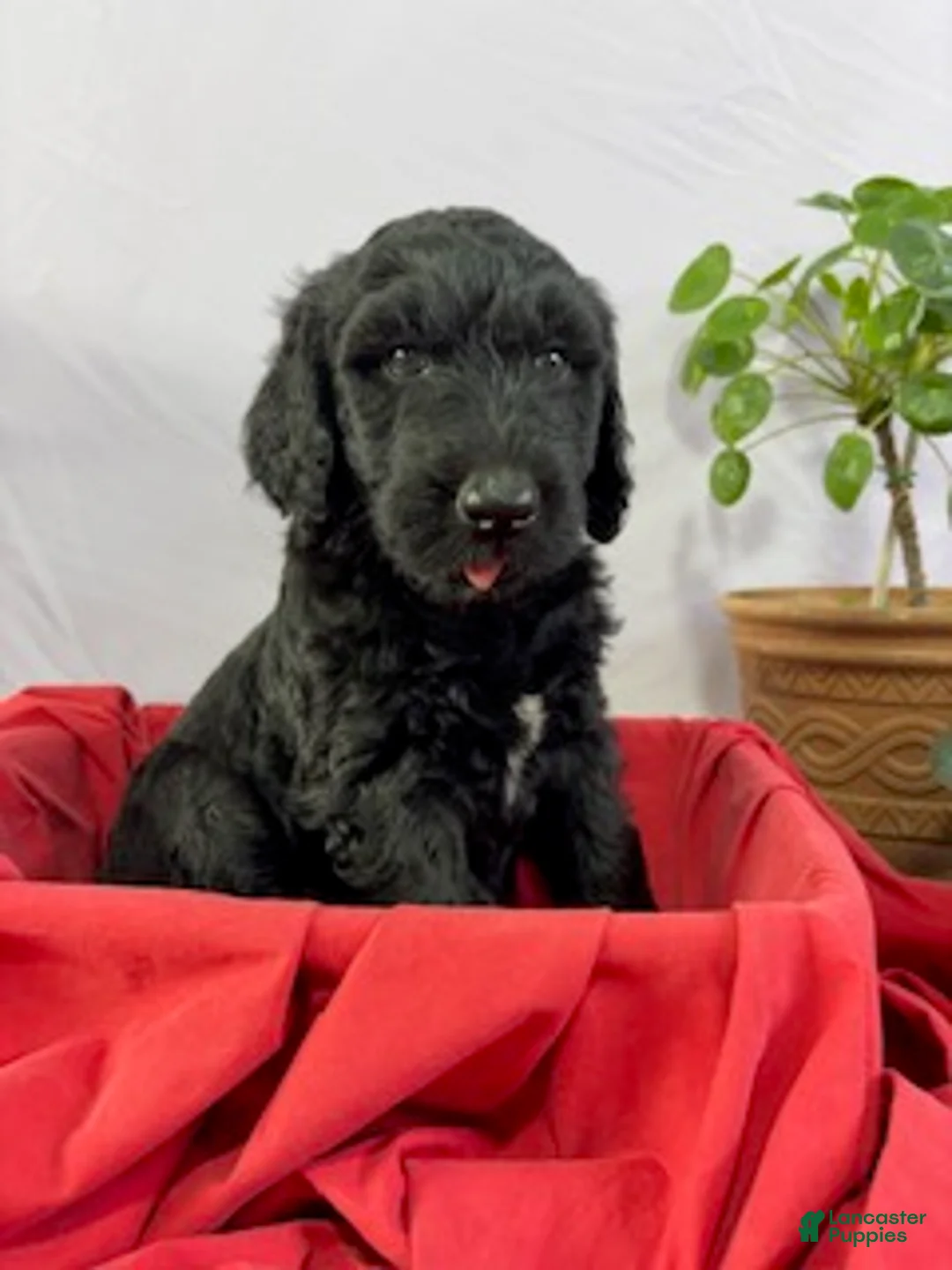 Goldendoodle dogs for sale: Bullett - Ad 2