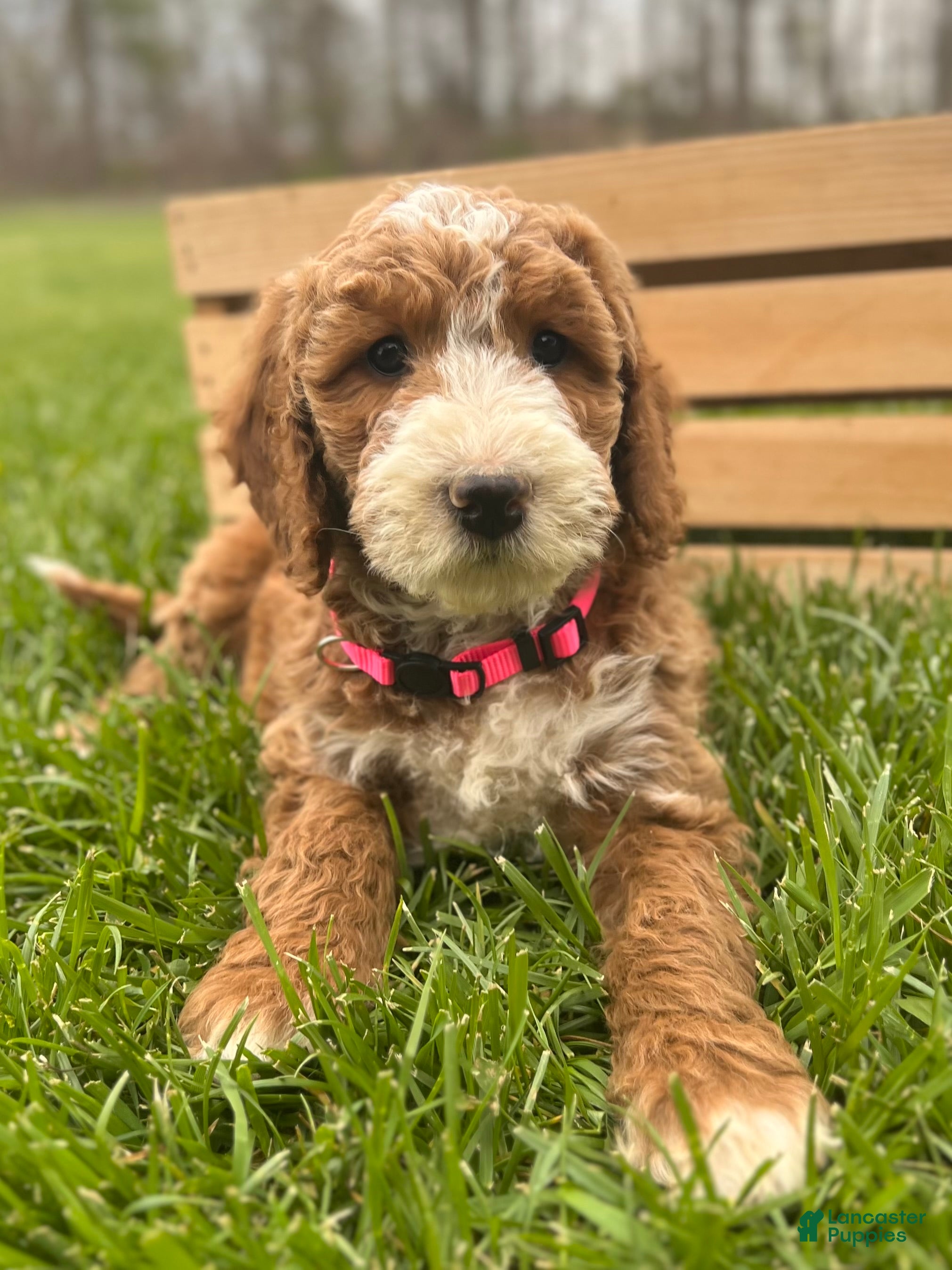 Irish Doodle dogs for sale: Adele - Ad 1