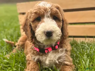 Irish Doodle dogs for sale: Adele - Ad 1