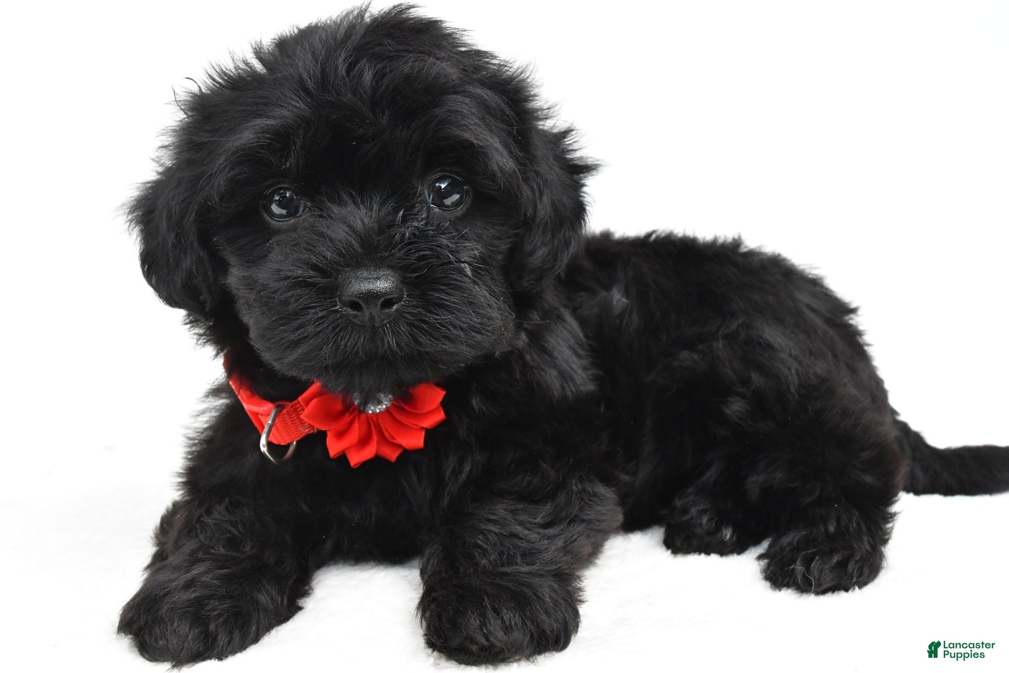 Maltipoo dogs Franices - Ad 1
