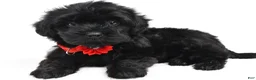 Maltipoo dogs for sale: Franices - Ad 1