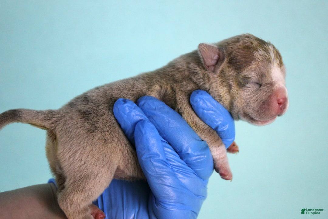 American Bully dogs for sale: Fawn Merle Female - Ad 4