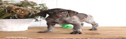 German Shorthaired Pointer dogs for sale: Graham - Ad 3