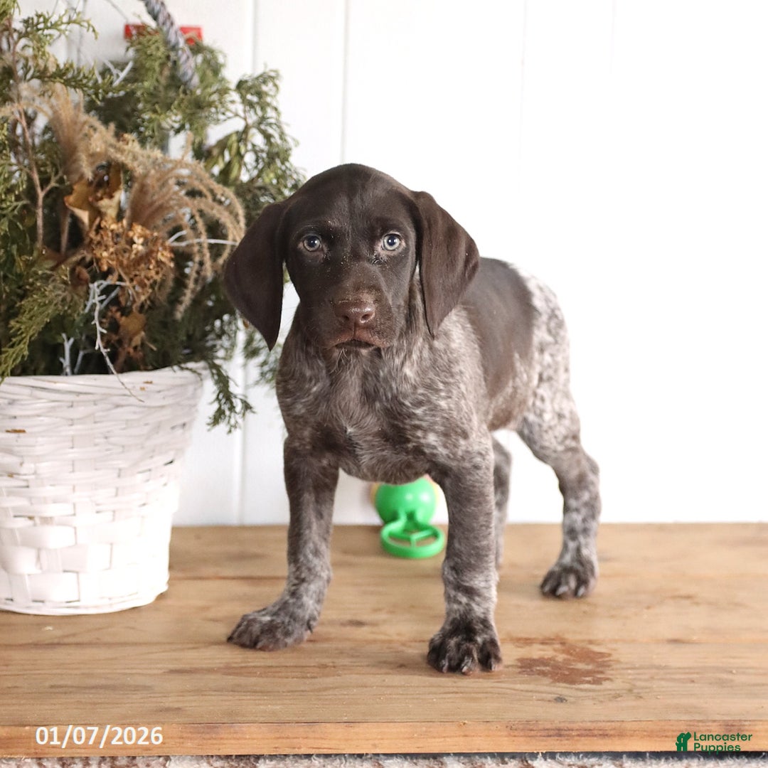 German Shorthaired Pointer dogs for sale: Graham - Ad 3