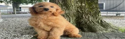 Mini Goldendoodle dogs for sale: Milie Mini Goldendoodle  - Ad 4