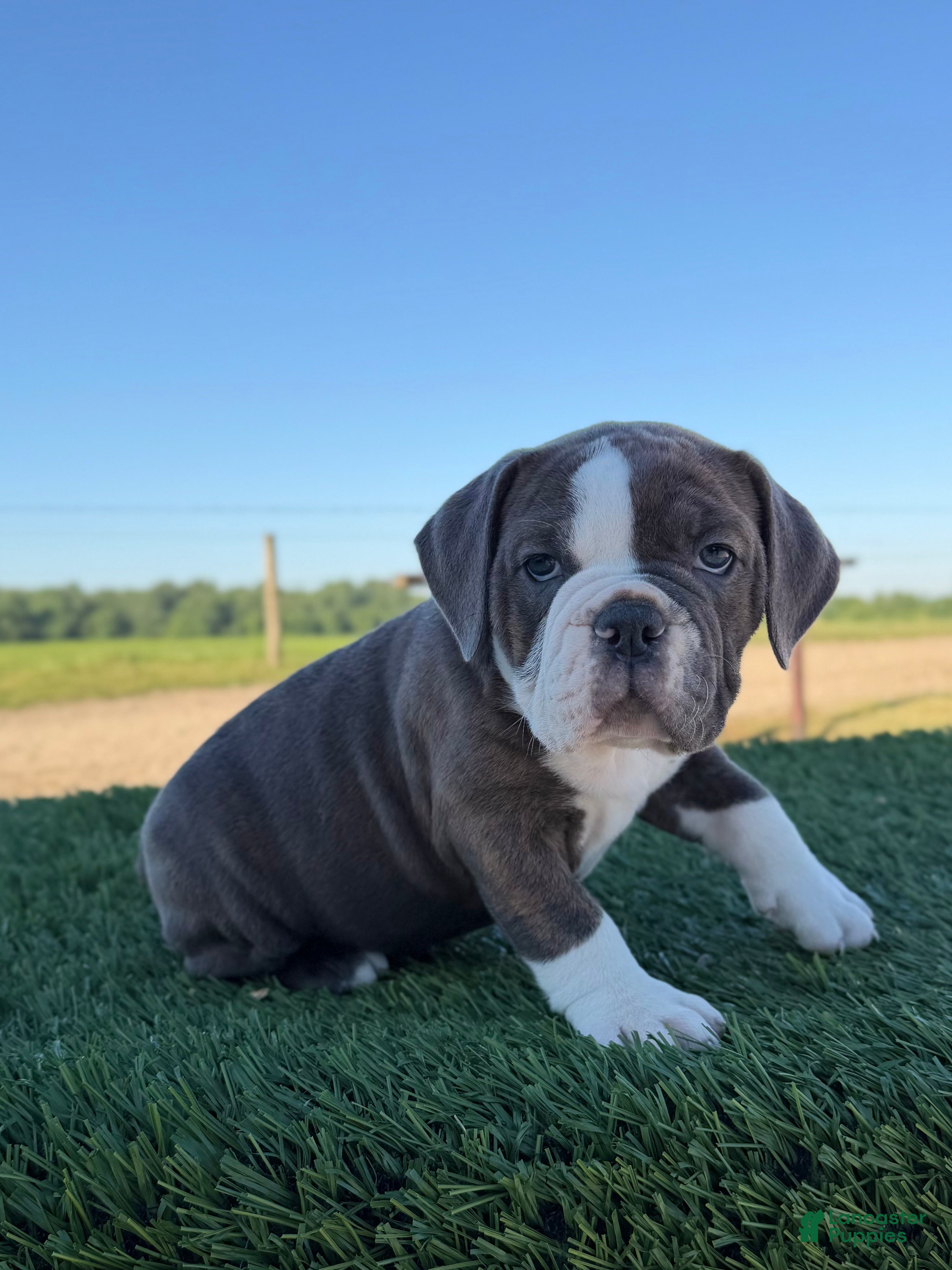 Olde English Bulldogge dogs Willow - Ad 2