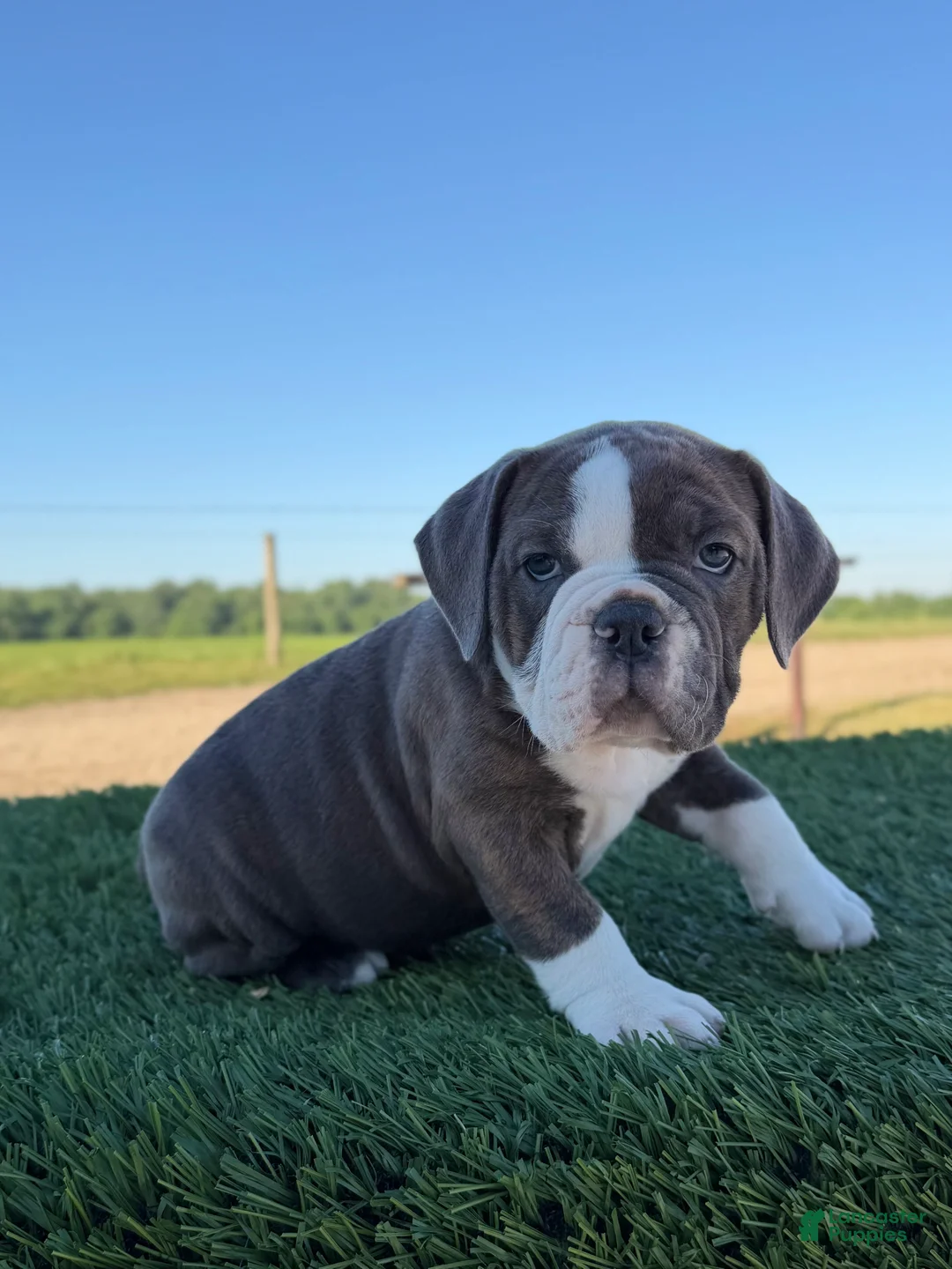Olde English Bulldogge dogs for sale: Willow - Ad 2