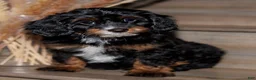 Mixed Breed dogs for sale: The Queen Sandra - Ad 6