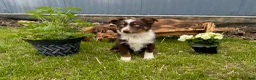 Miniature Australian Shepherd dogs for sale: Patrick redtri - Ad 2