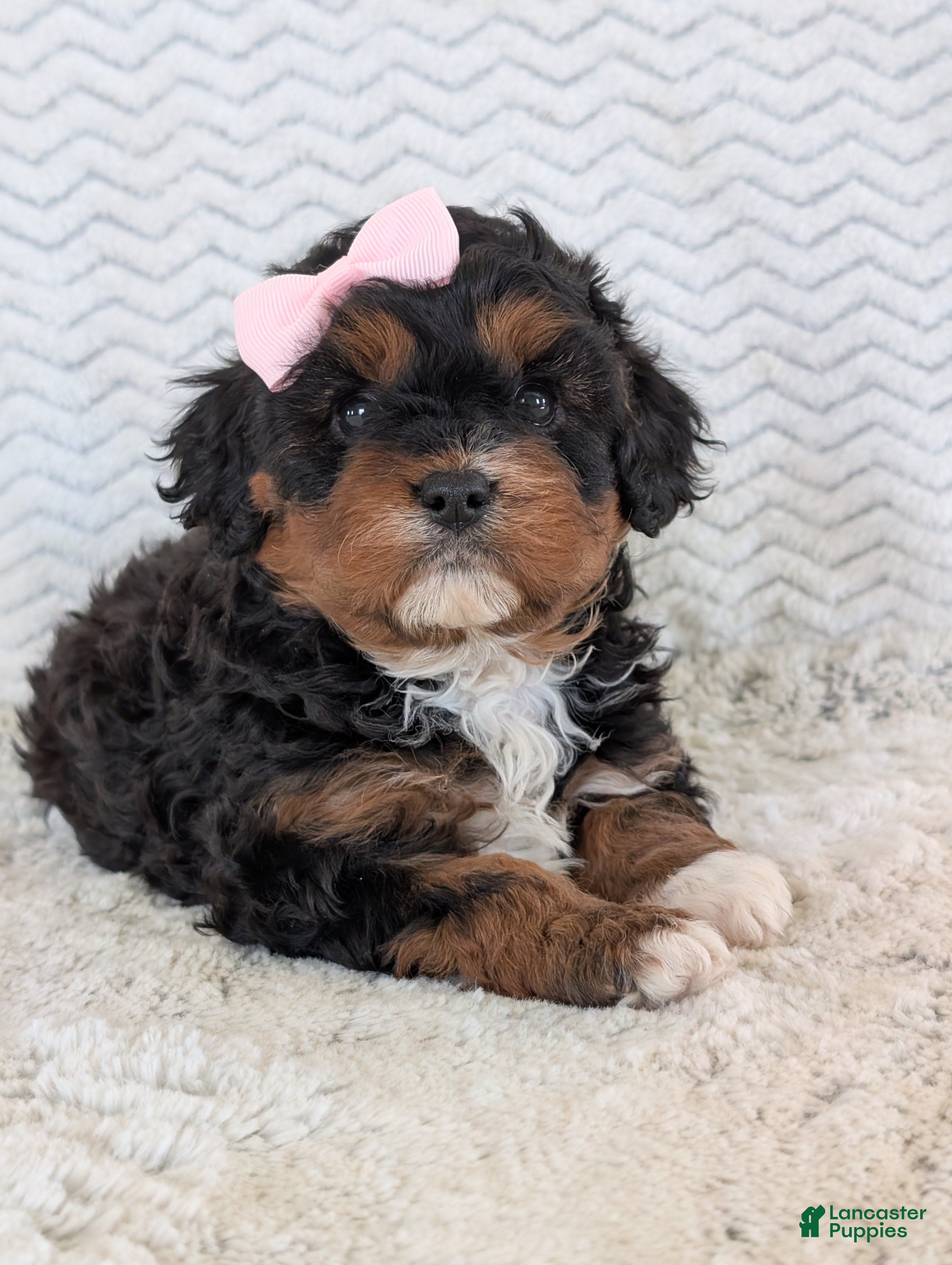 Cavapoo dogs Lily - Ad 2