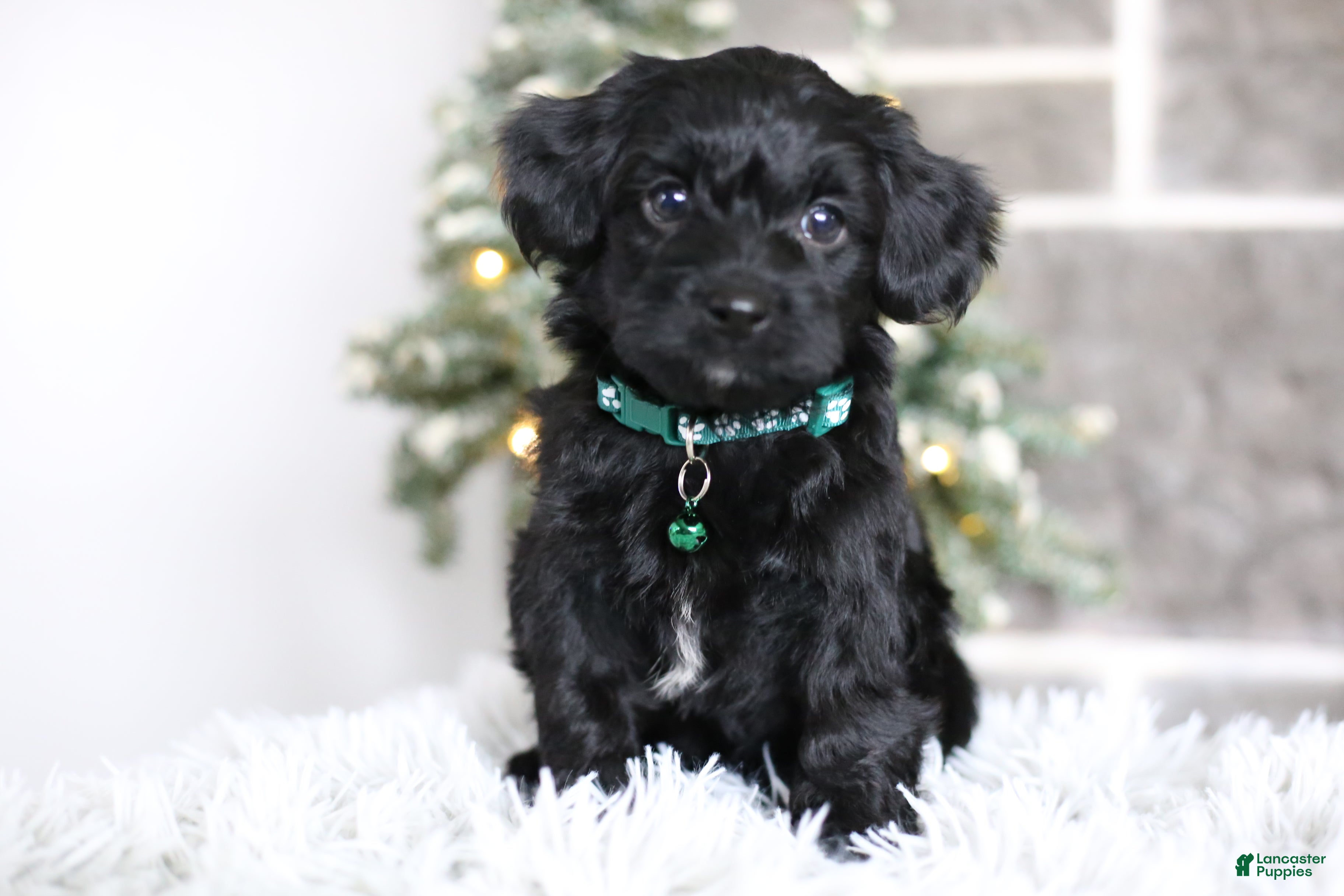 Yorkiepoo dogs Sutton - Ad 14