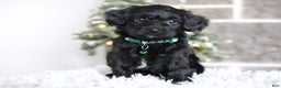 Yorkiepoo dogs for sale: Sutton - Ad 1