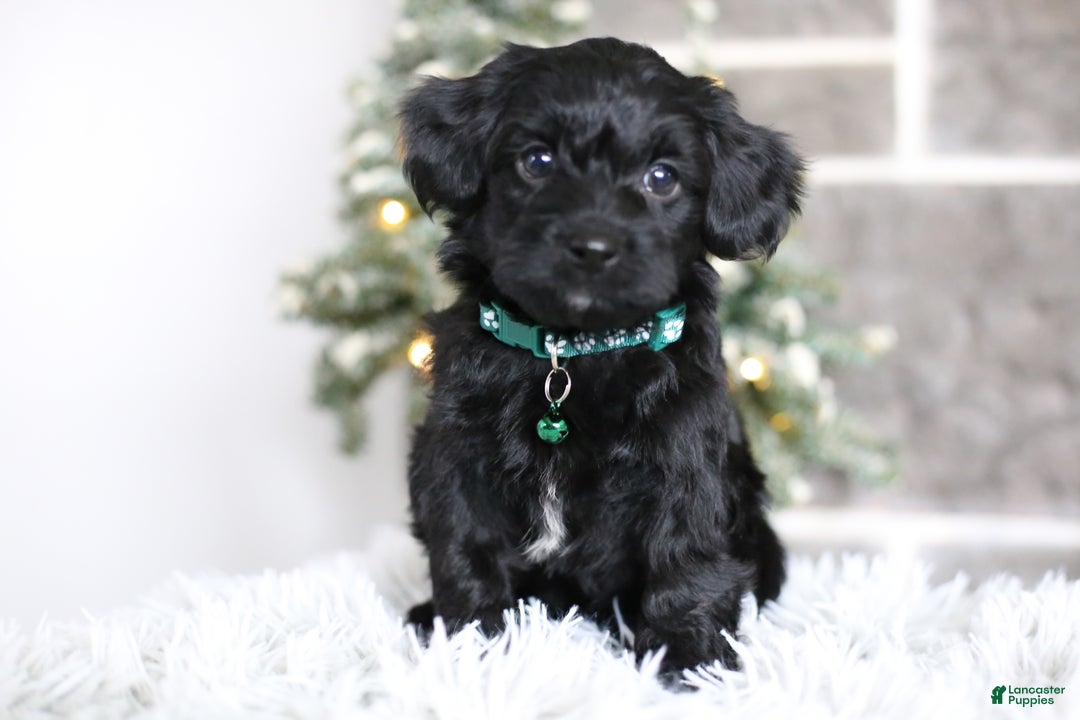 Yorkiepoo dogs for sale: Sutton - Ad 1