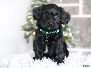 Yorkiepoo dogs Sutton - Ad 14