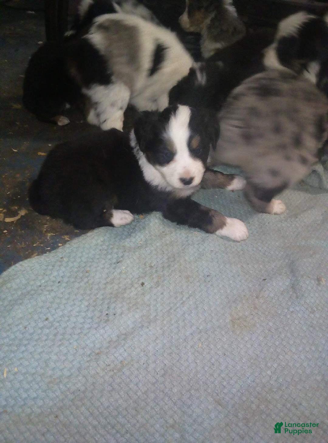 Miniature Australian Shepherd dogs for sale: Miniature Australian Shepherd Puppy 5 - Ad 1