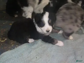 Miniature Australian Shepherd dogs Miniature Australian Shepherd Puppy 5 - Ad 15