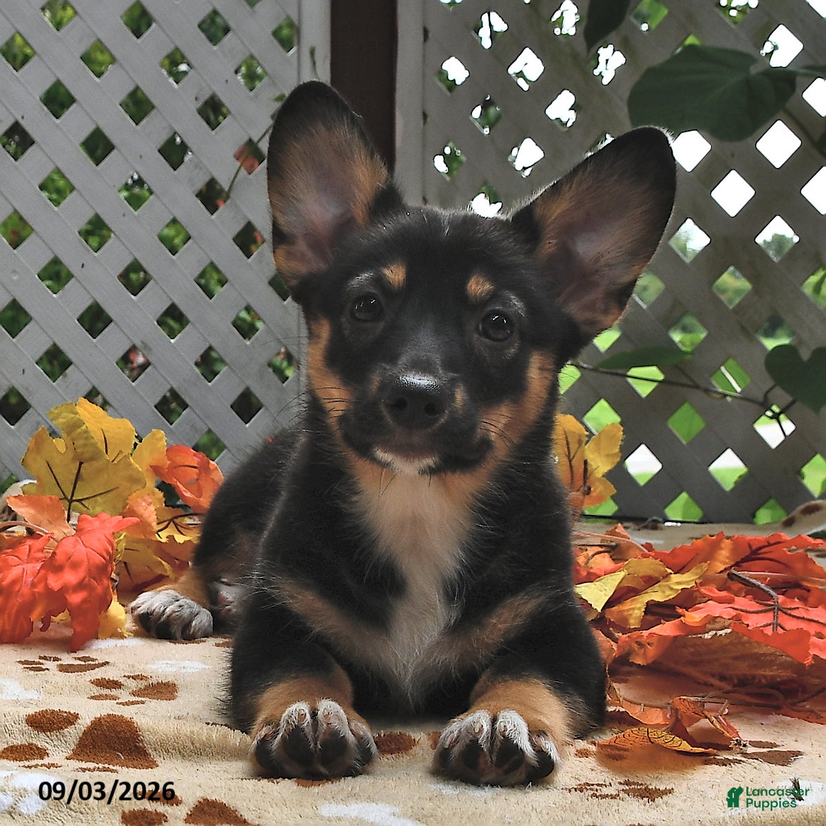 Welsh Corgi Pembroke dogs Destiny - Ad 1