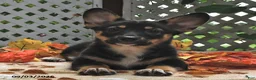 Welsh Corgi Pembroke dogs for sale: Destiny - Ad 1