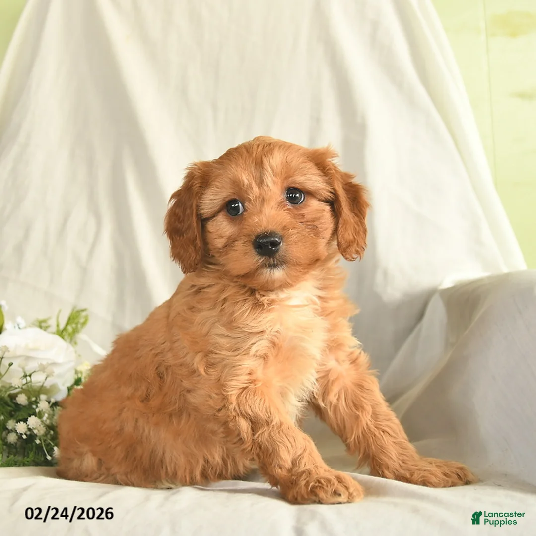 Mixed Breed dogs for sale: Misty  - Ad 3