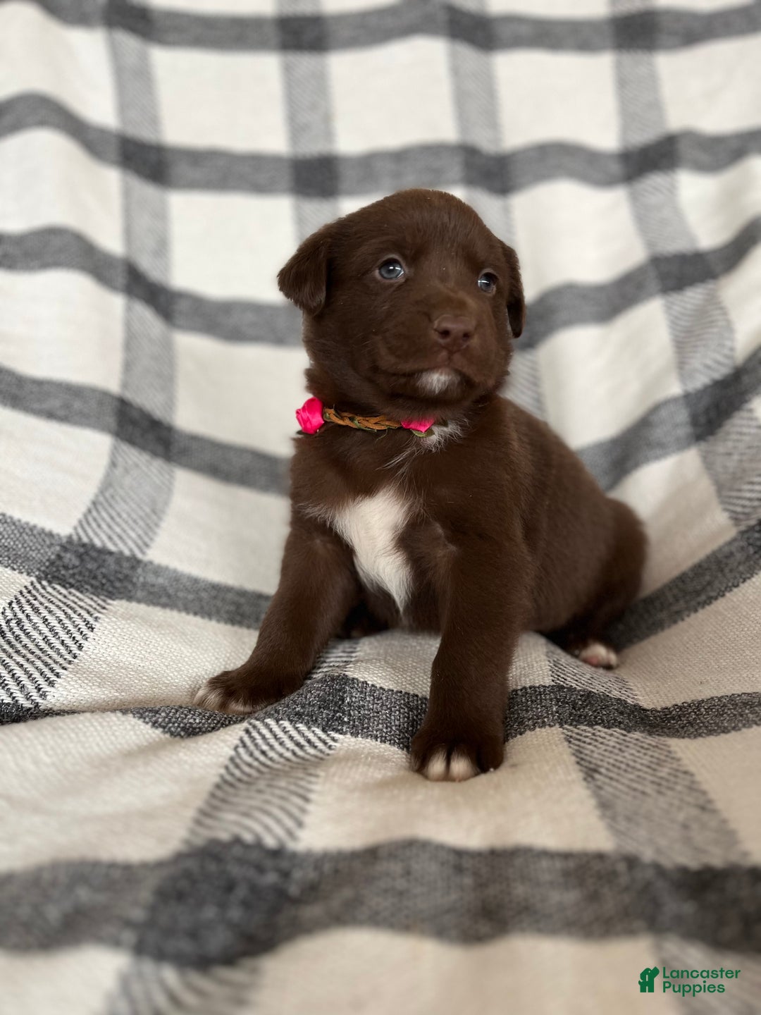 Mixed Breed dogs for sale: Allie - Ad 4