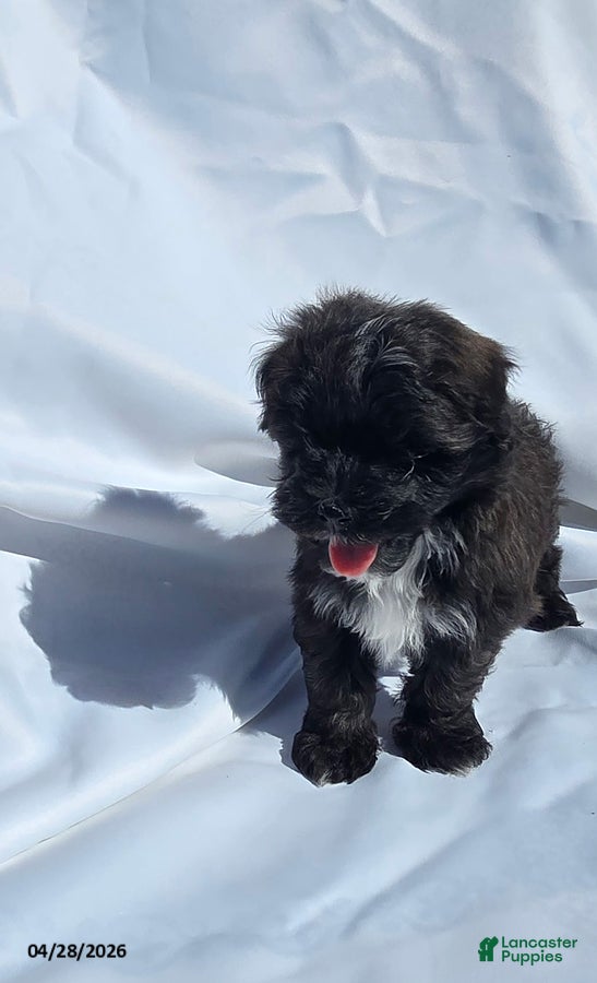 Mixed Breed dogs Timmy - Ad 2