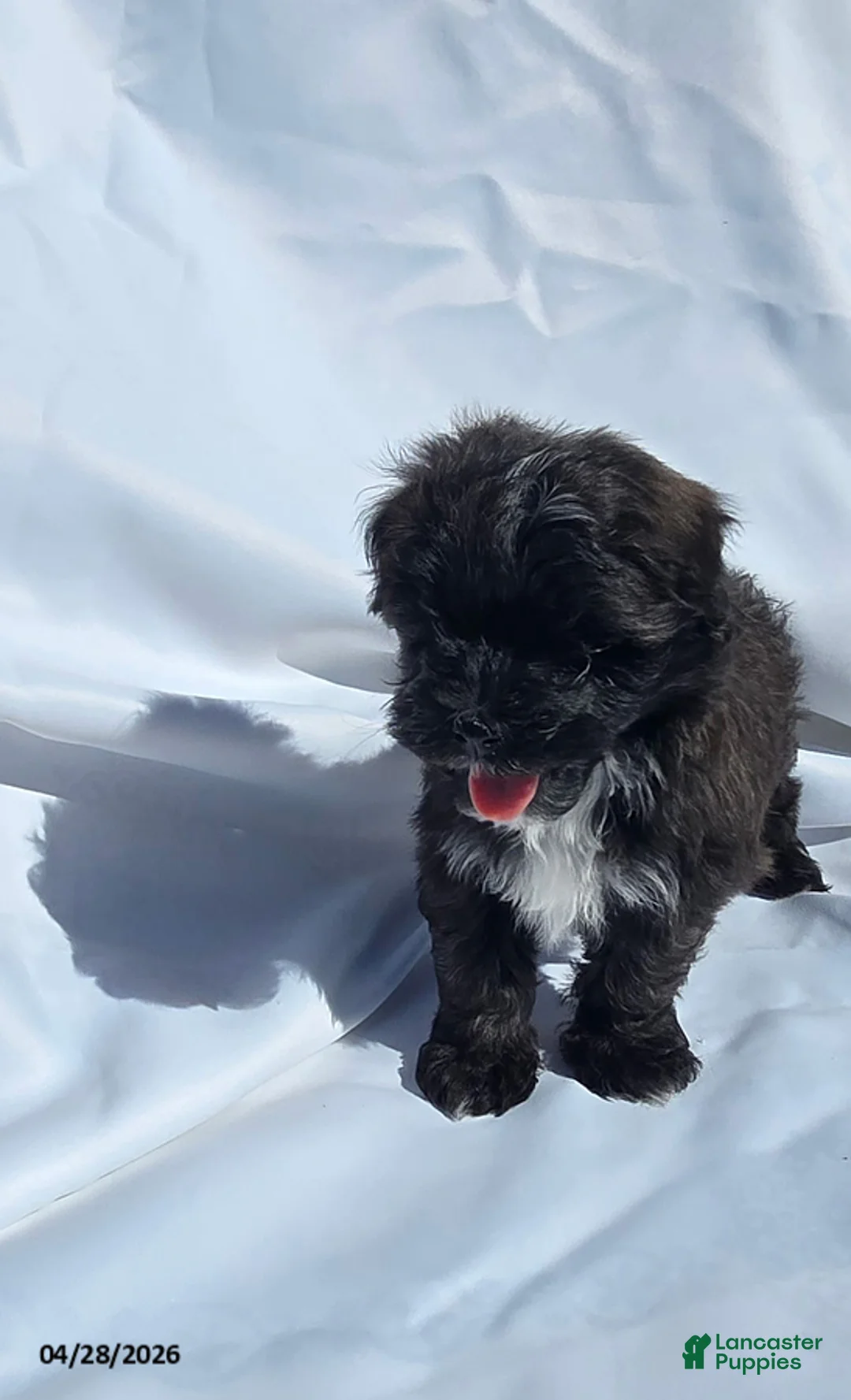 Mixed Breed dogs for sale: Timmy - Ad 2