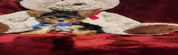 Yorkshire Terrier dogs for sale: PEANUT - Ad 3
