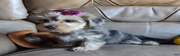 Yorkiepoo dogs for sale: Ms. Teapot  - Ad 6