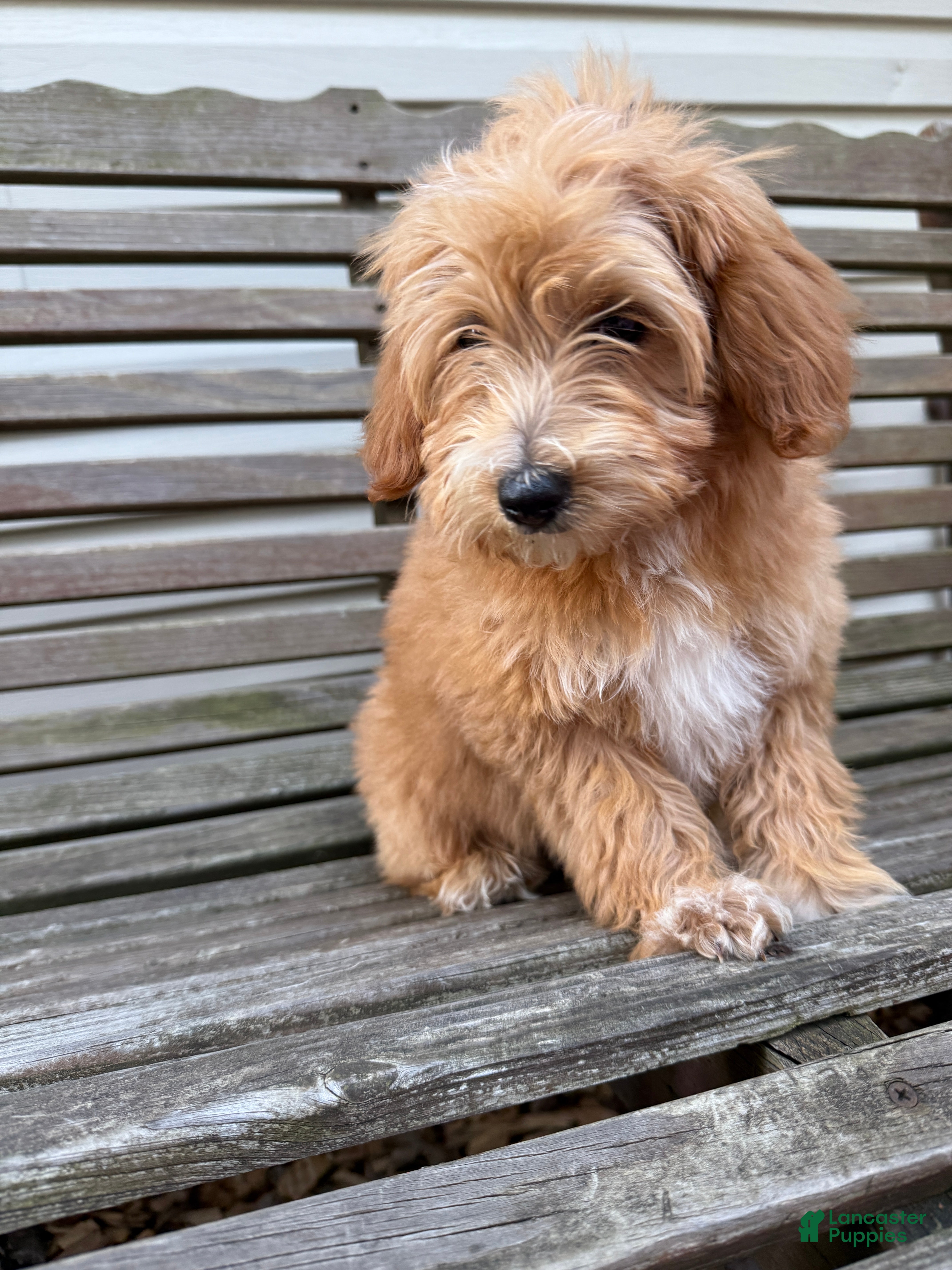 Mini Goldendoodle dogs Lindsey - Ad 4