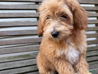 Mini Goldendoodle dogs Lindsey - Ad 11