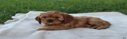 Cavapoo dogs for sale:  Teddy  - Ad 2