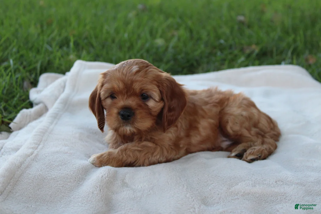 Cavapoo dogs for sale:  Teddy  - Ad 2