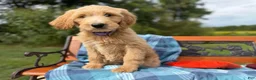 Labradoodle dogs for sale: Nutmeg (Girl) - Ad 6