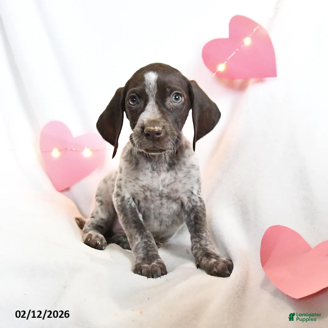 German Shorthaired Pointer dogs for sale: Reese - Ad 4