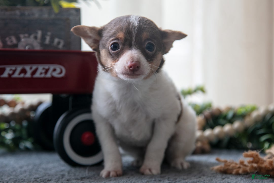 Toy Fox Terrier dogs for sale: Oliver - Ad 2