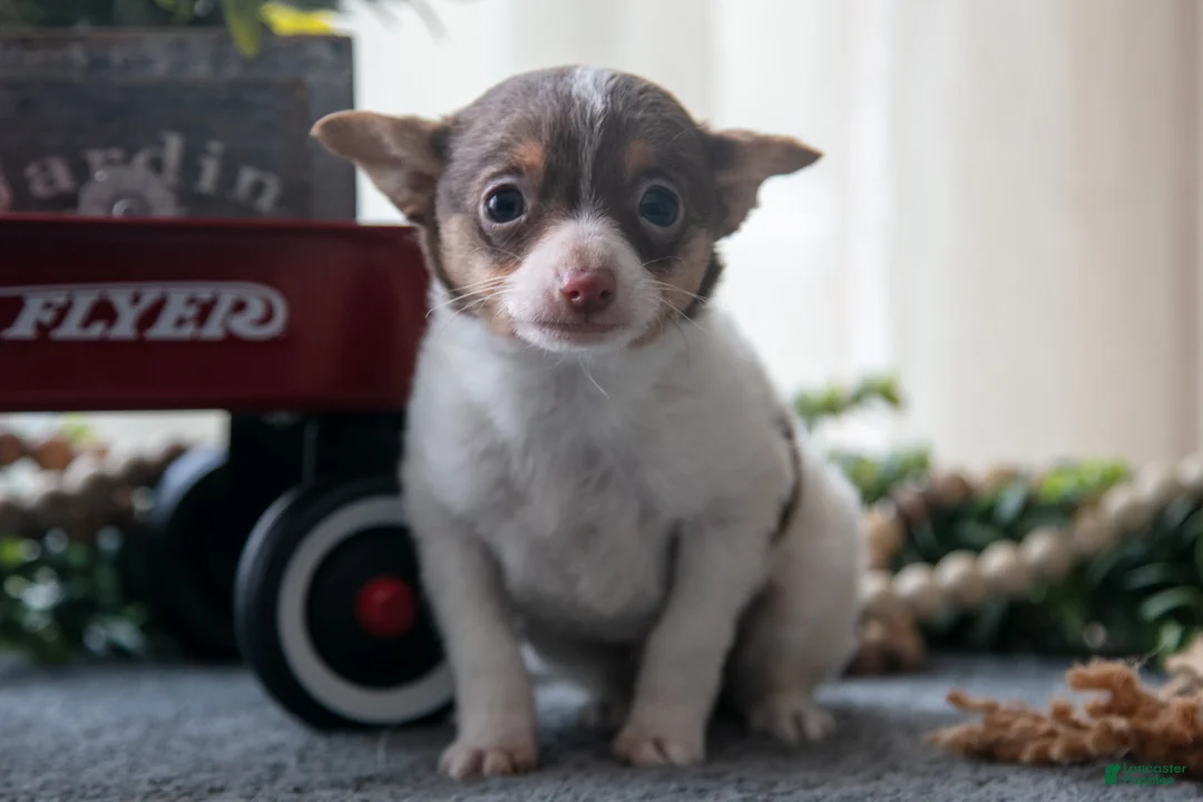 Toy Fox Terrier dogs for sale: Oliver - Ad 2