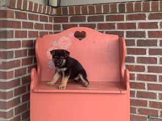 German Shepherd dogs Sonya - Ad 21