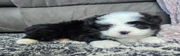 Mini Bernedoodle dogs for sale: Mini Boots - Ad 4